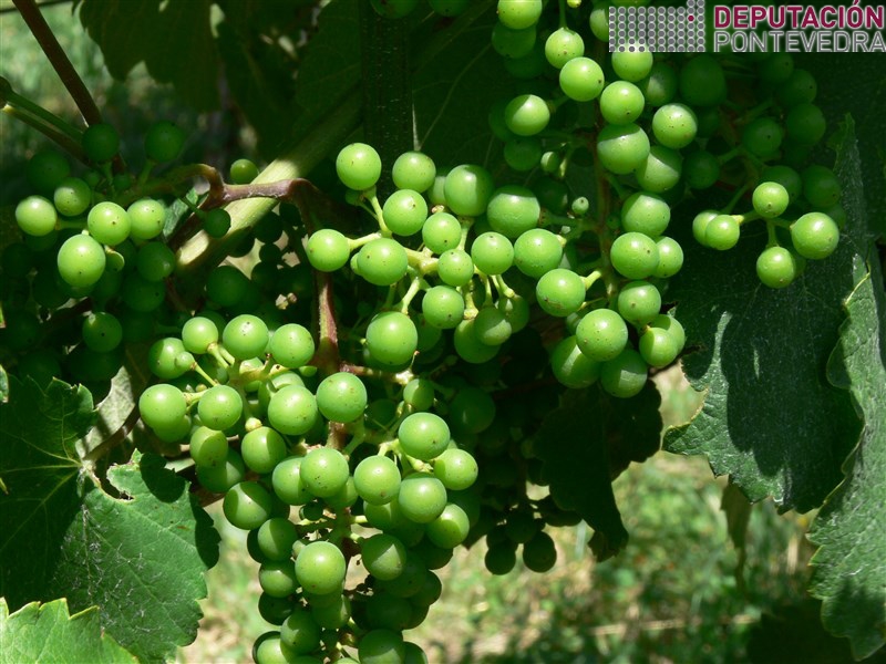 Vid - Grapevine - Vide >> Tamaño da uva en parcela Vide 31maio17.jpg
